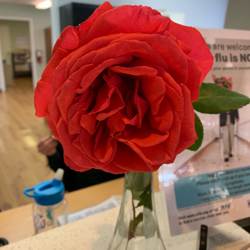 Meet your Posher, Elisa